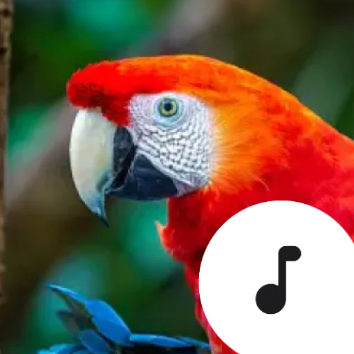 Descarga Parrot Sounds: Melodías Vibrantes y Divertidas – Gratis