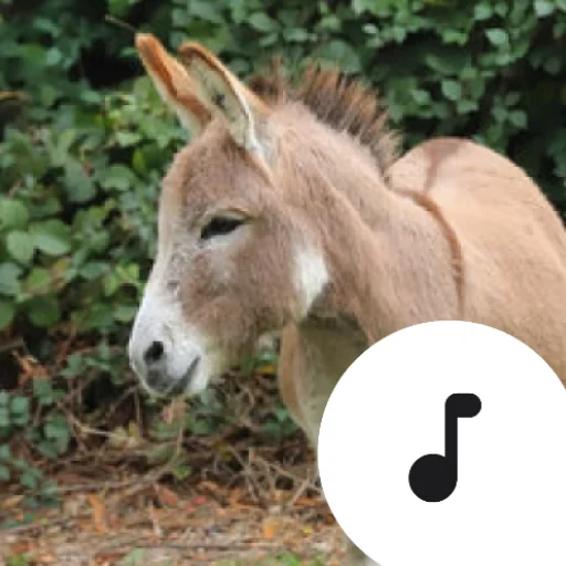Descarga Donkey Sounds: Los Mejores Sonidos de Burro Gratis